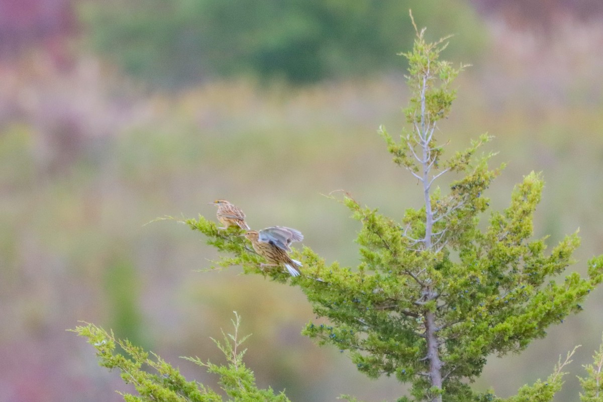 Eastern Meadowlark - ML610072813