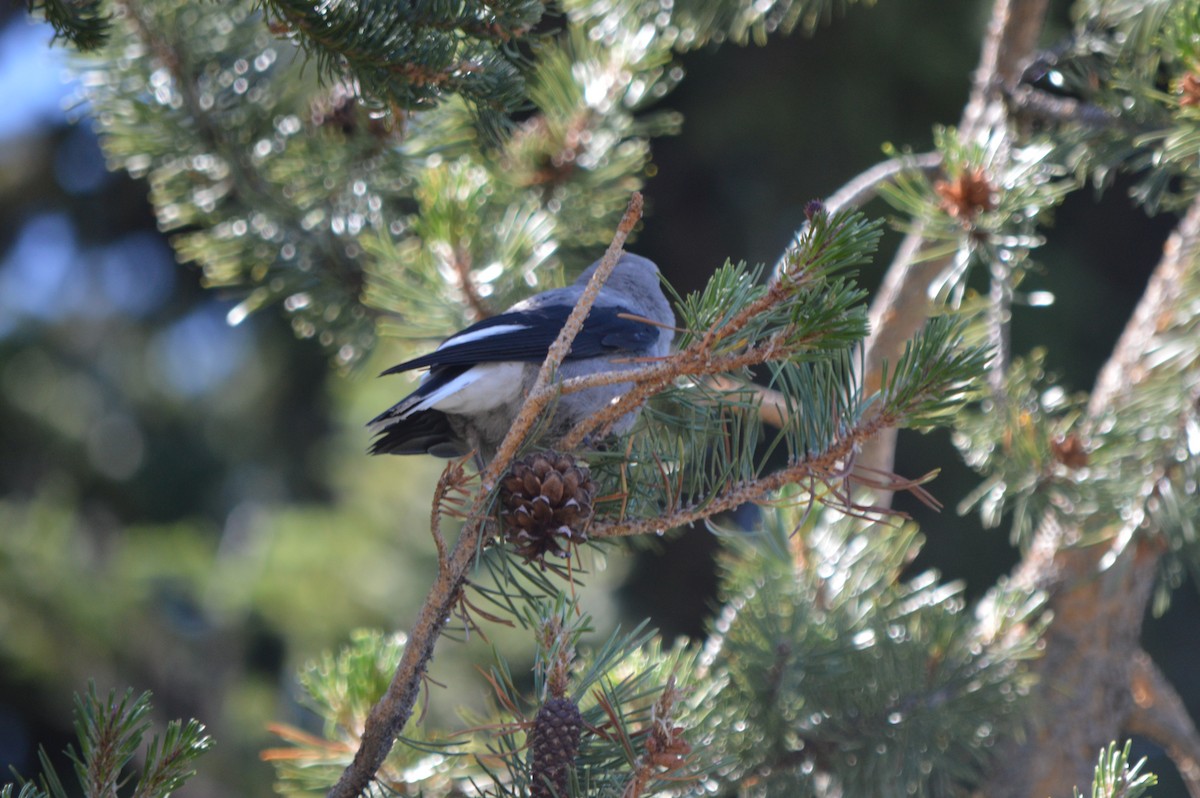 Clark's Nutcracker - Xyloh L.