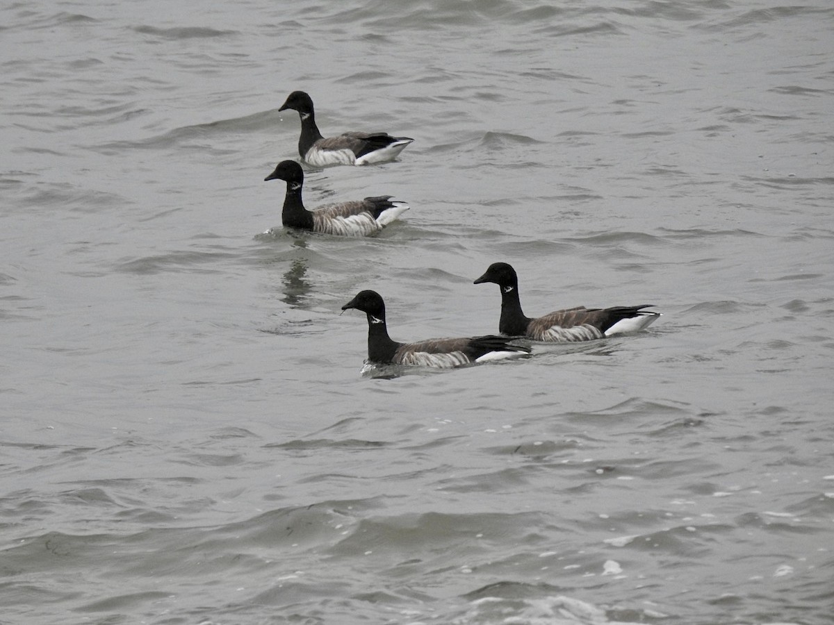 Brant (Atlantic) - ML610072944