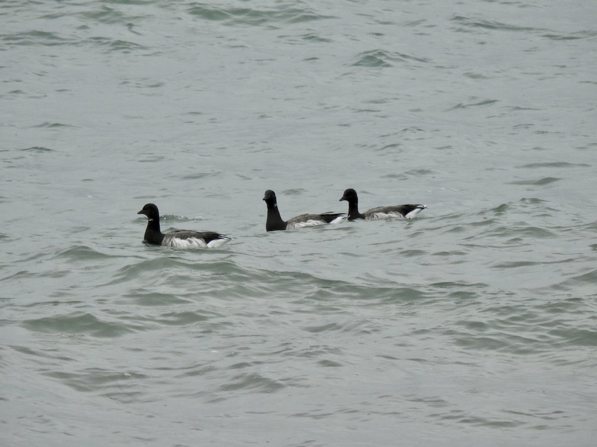 Brant (Atlantic) - ML610072945