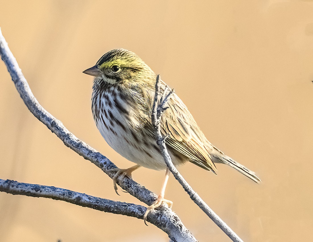 Savannah Sparrow - ML610072974