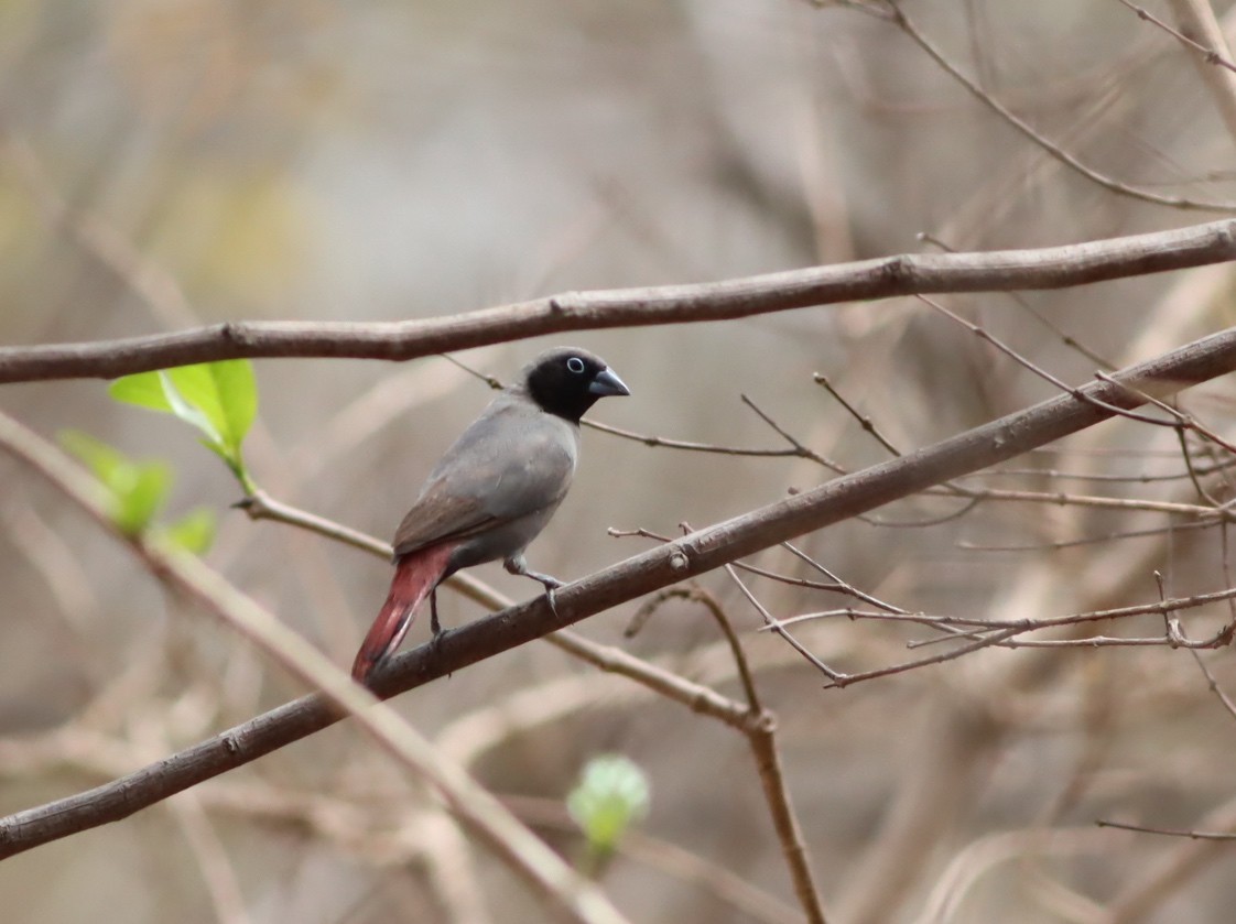 Black-faced Firefinch - Thomas Plath