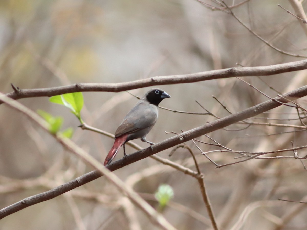 Black-faced Firefinch - ML610072993