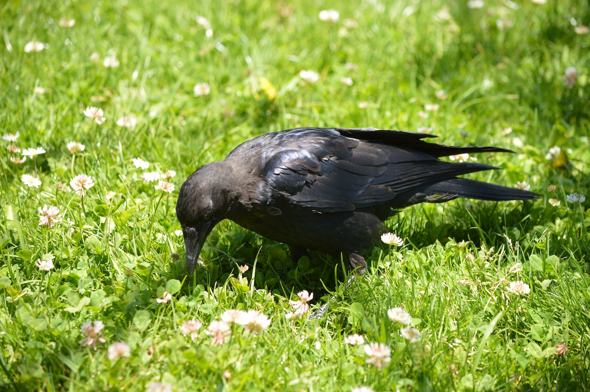 American Crow - ML610073074