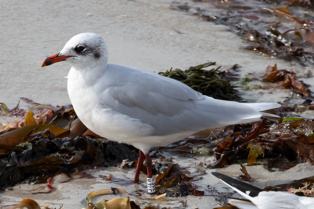 Mediterranean Gull - ML610073101