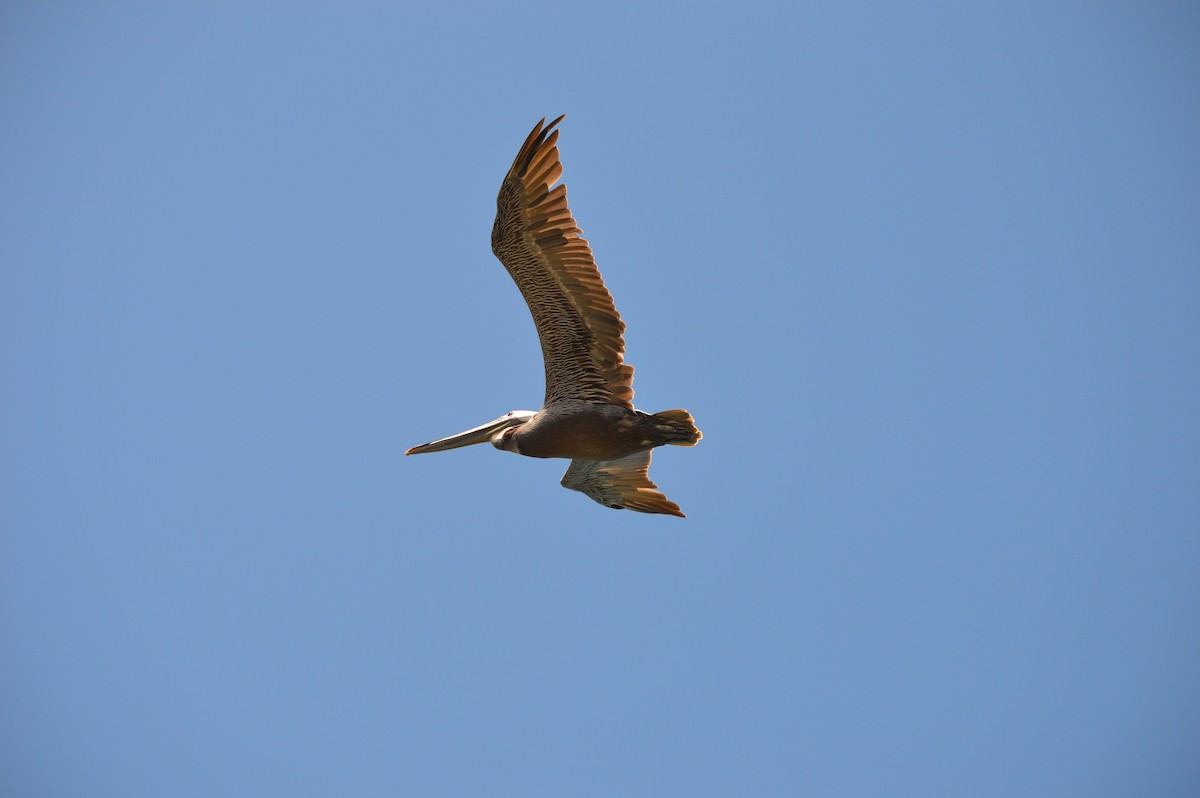 Brown Pelican (California) - ML610073157