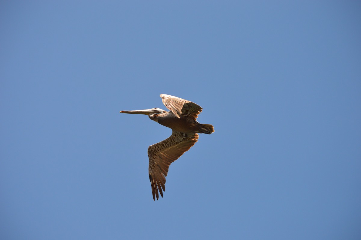 Brown Pelican (California) - ML610073158