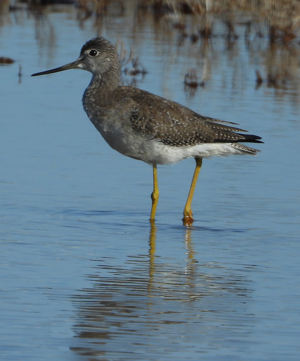 Greater Yellowlegs - ML610073205