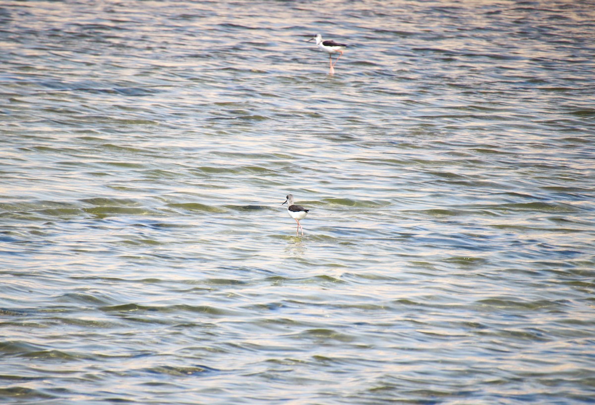 Black-winged Stilt - ML610073227