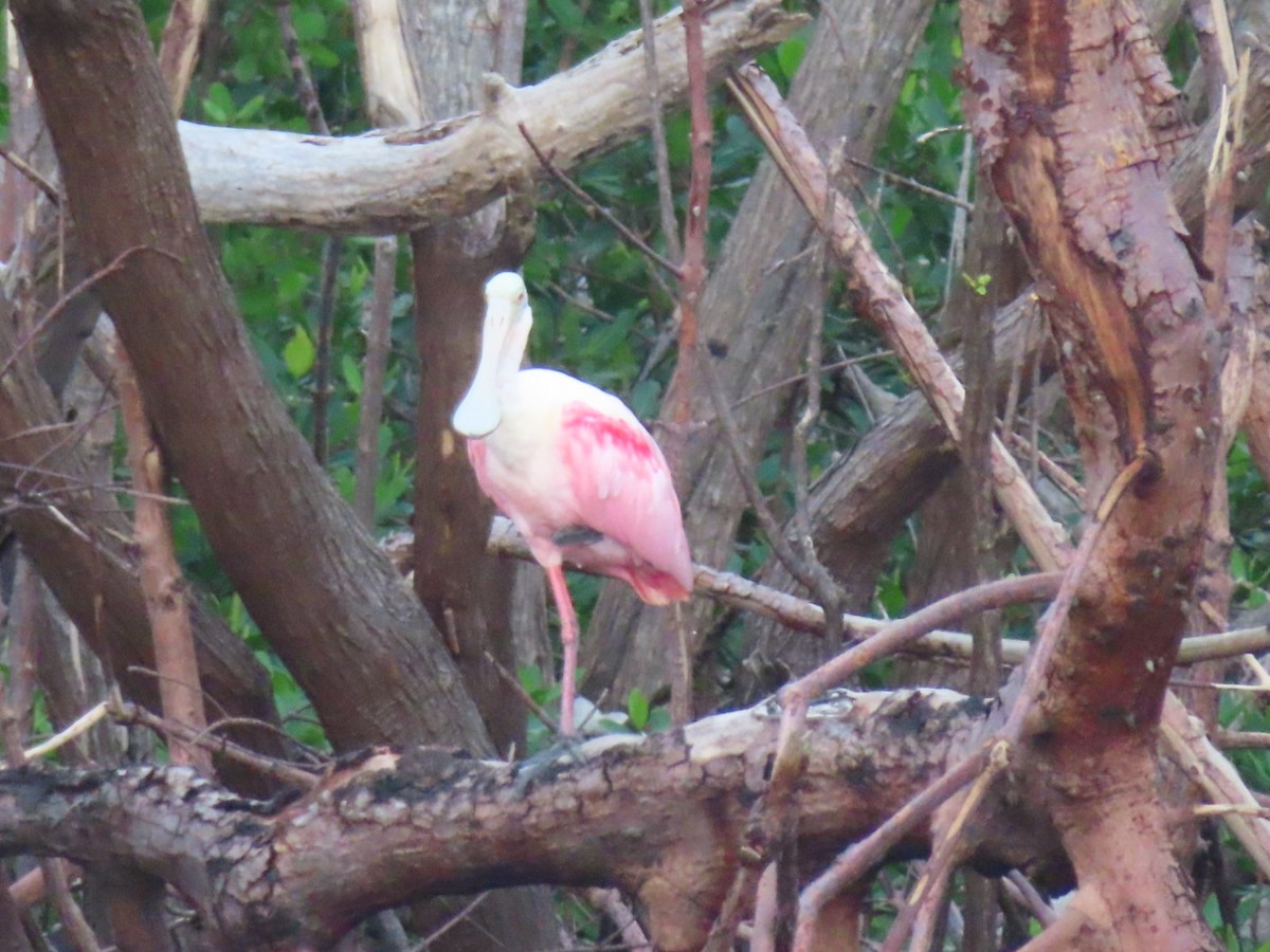 Roseate Spoonbill - ML610073228