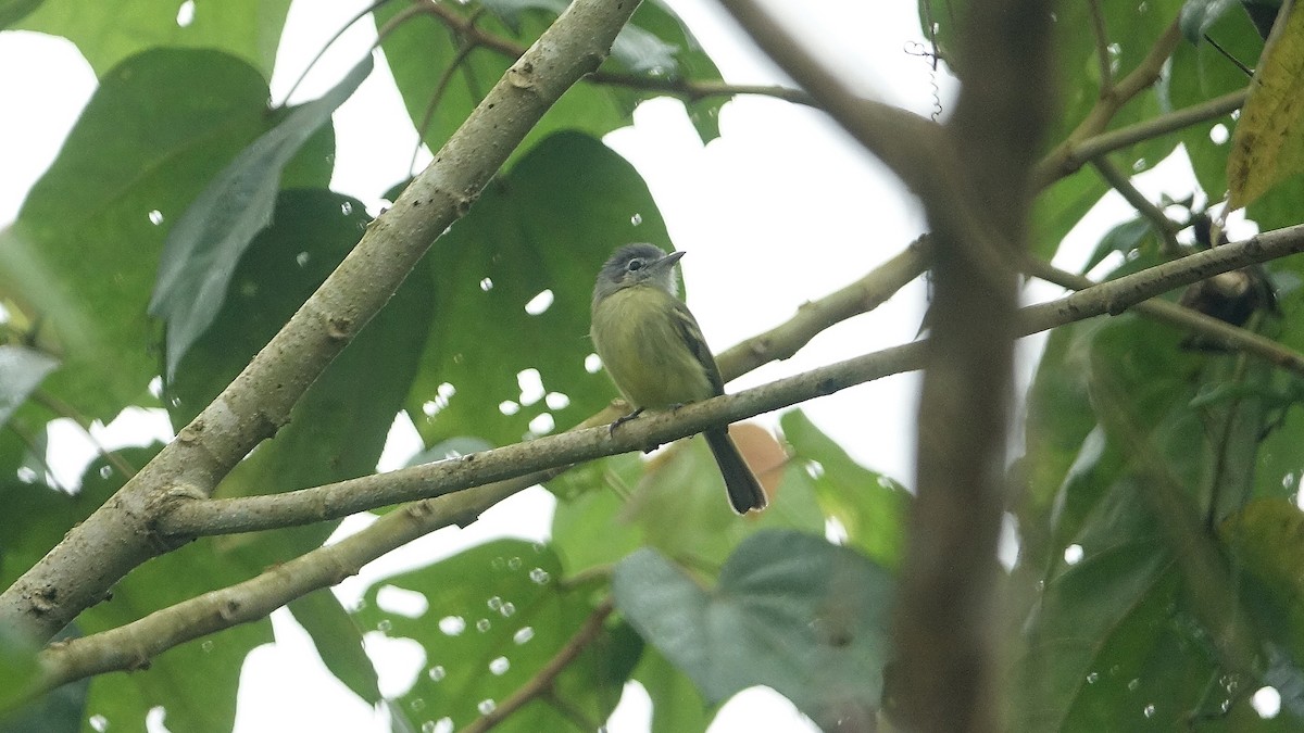 Yellow-olive Flatbill - Daniel Pacheco Osorio