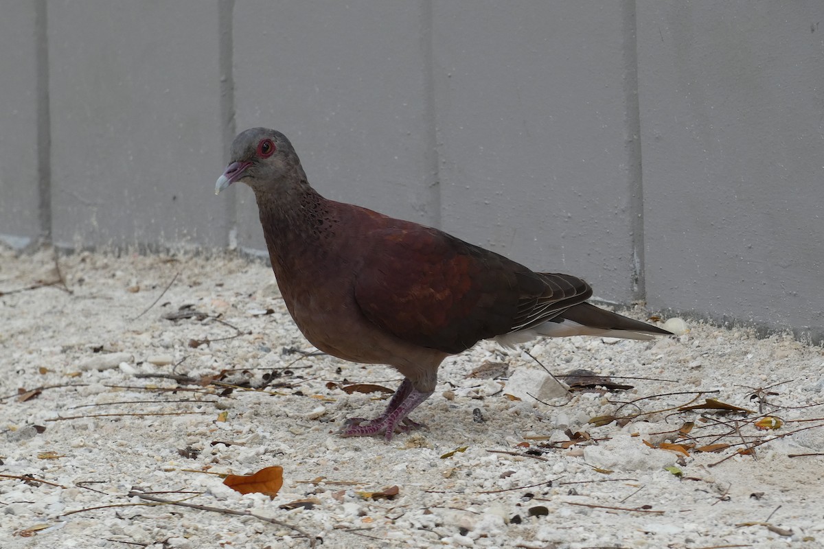 Malagasy Turtle-Dove - ML610073299