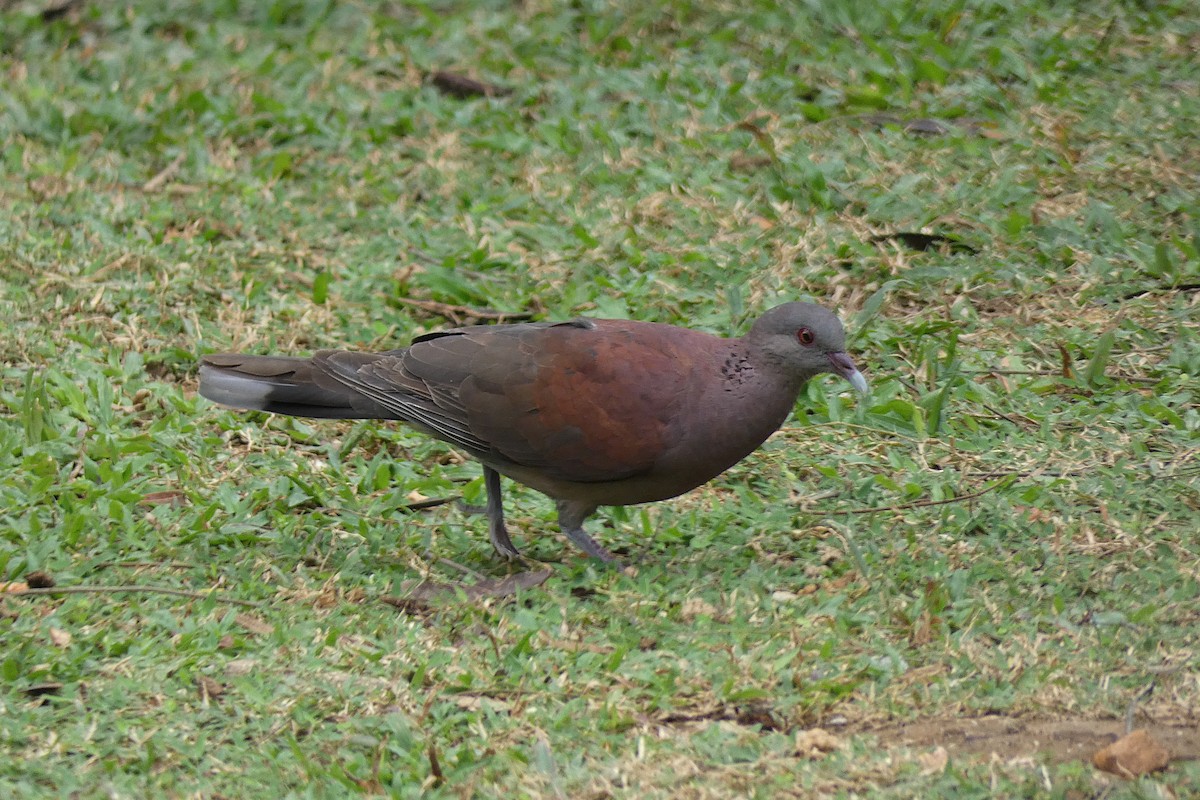 Malagasy Turtle-Dove - ML610073300