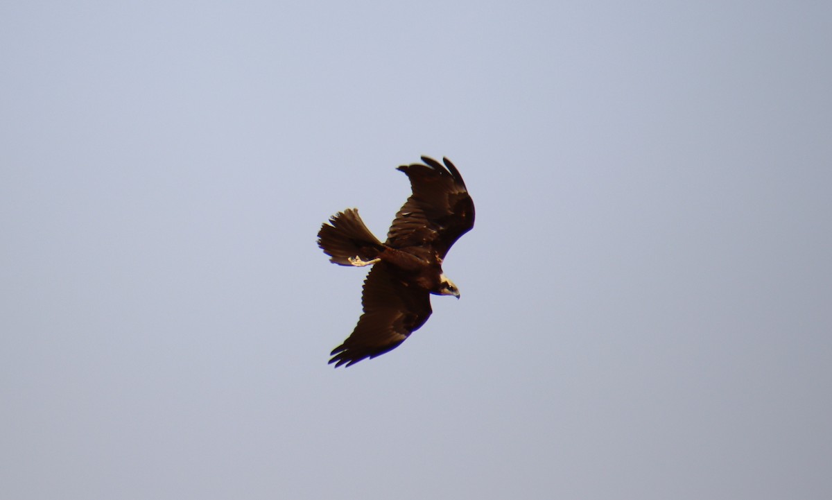 Western Marsh Harrier - ML610073373