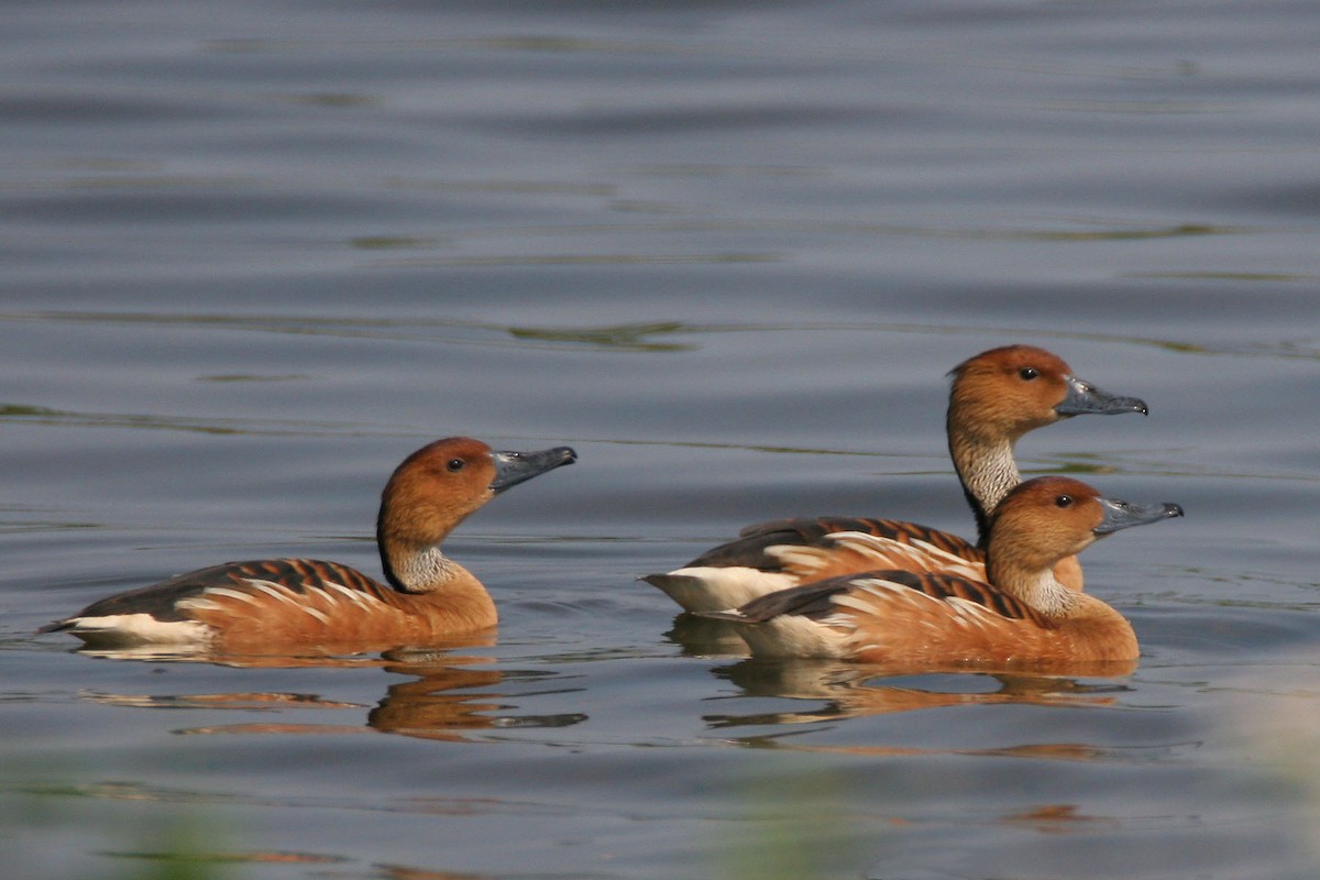 Fulvous Whistling-Duck - ML610073444