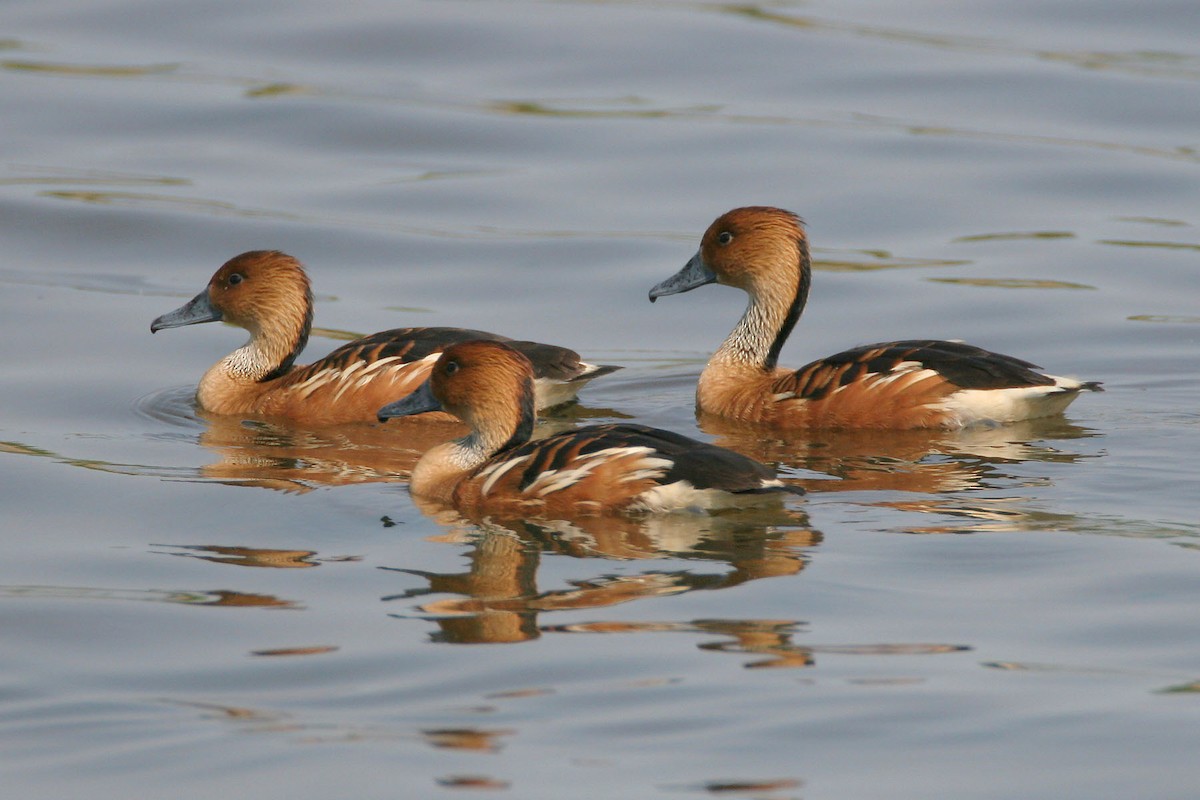 Fulvous Whistling-Duck - ML610073445