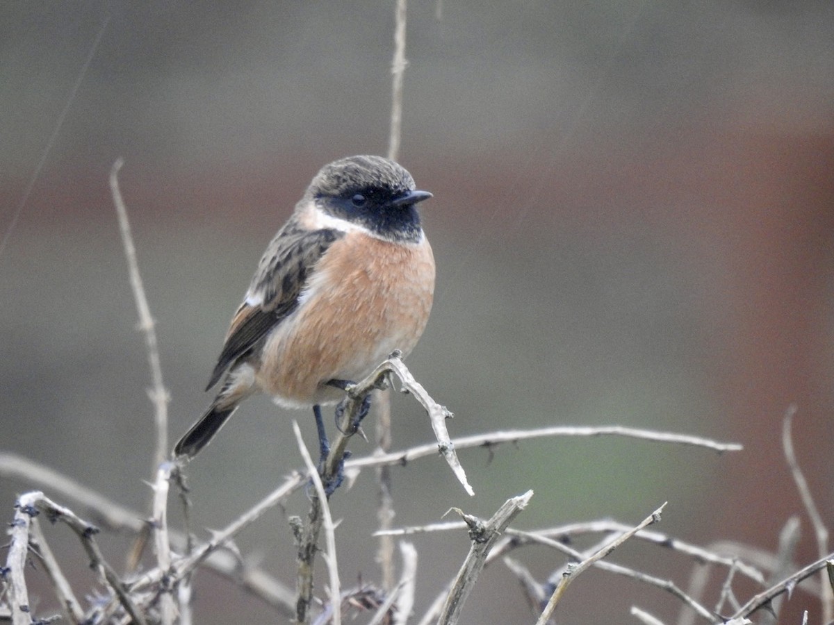 European Stonechat - ML610073485