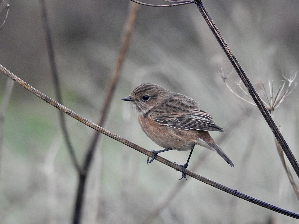 European Stonechat - ML610073486