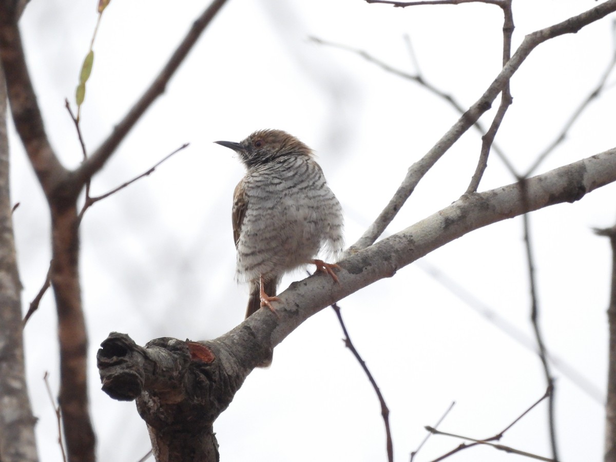 Miombo Wren-Warbler - ML610073580