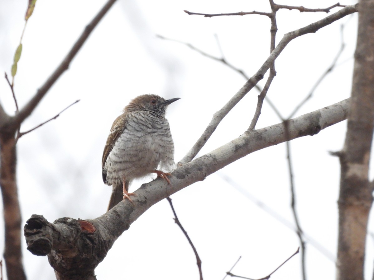 Miombo Wren-Warbler - ML610073608