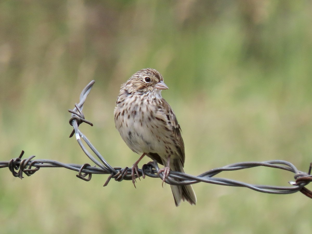 Vesper Sparrow - ML610073618