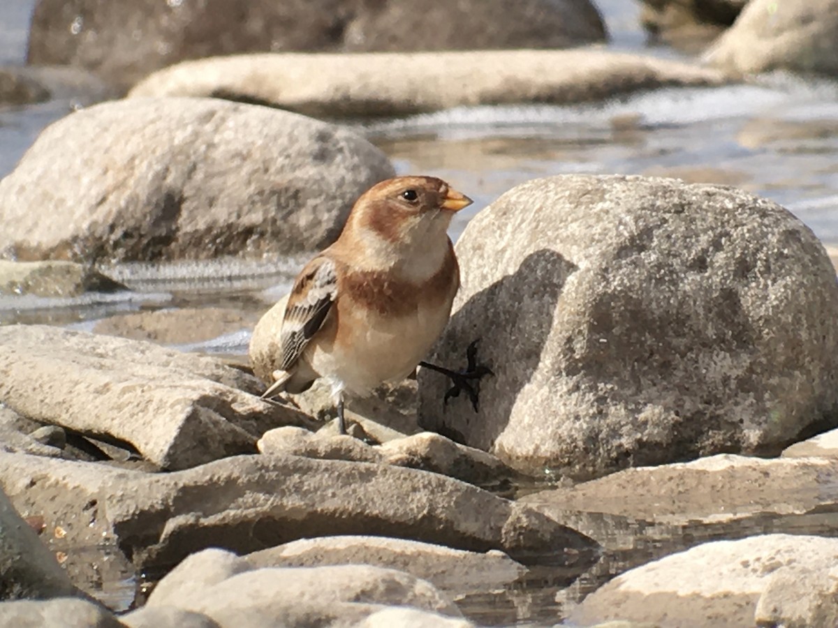 Snow Bunting - ML610073678