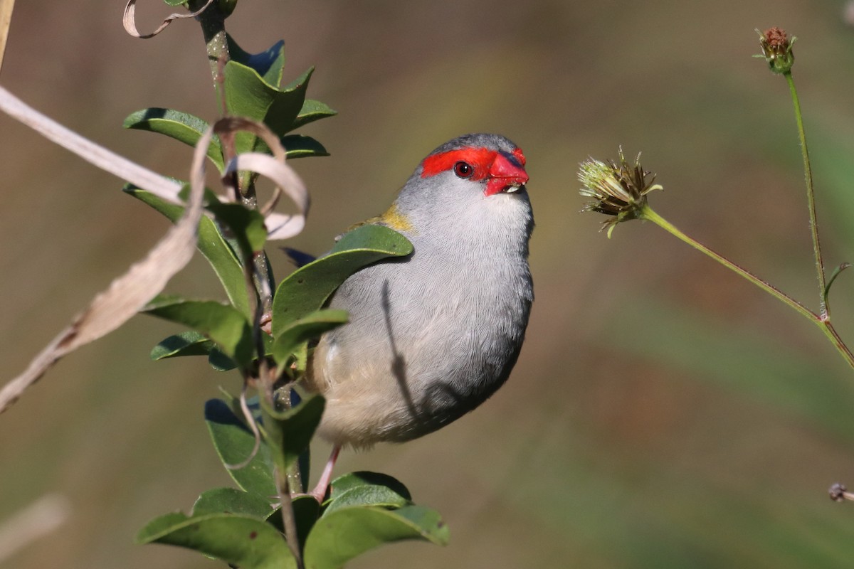 Red-browed Firetail - ML610073690