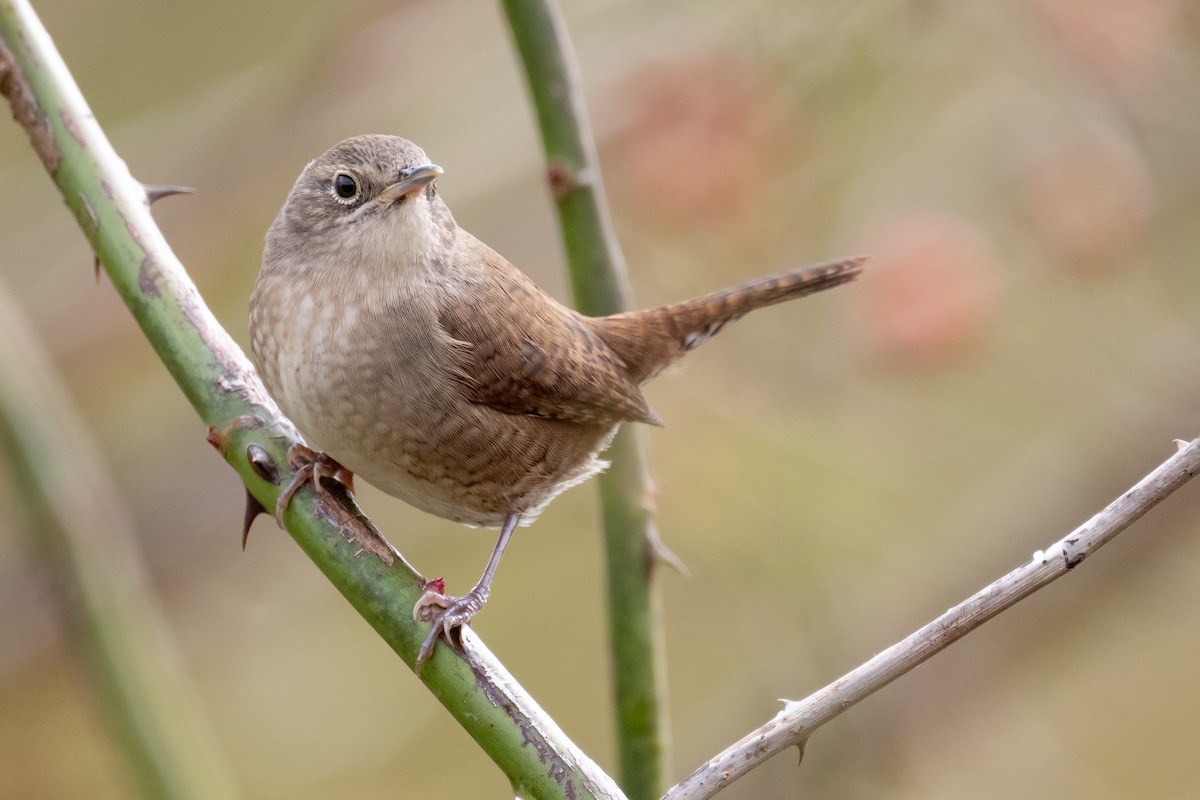 House Wren - ML610073714