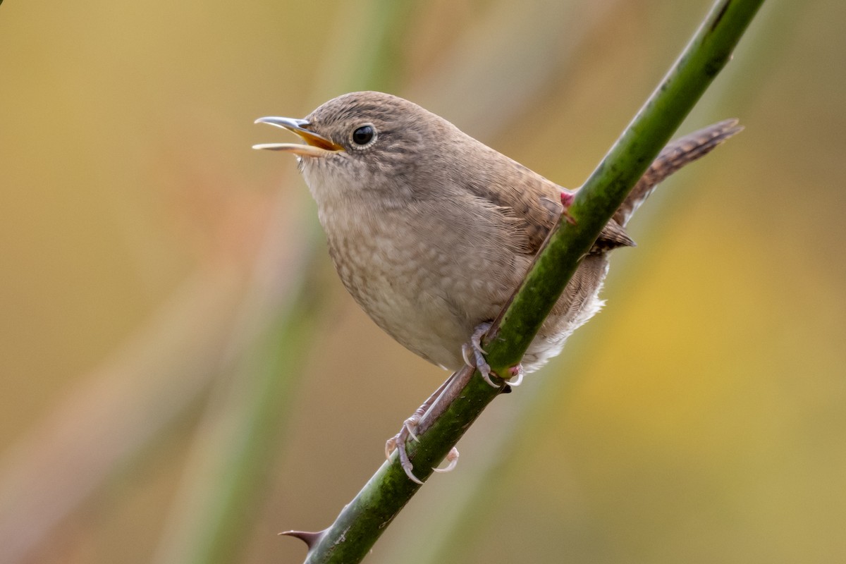 House Wren - ML610073715