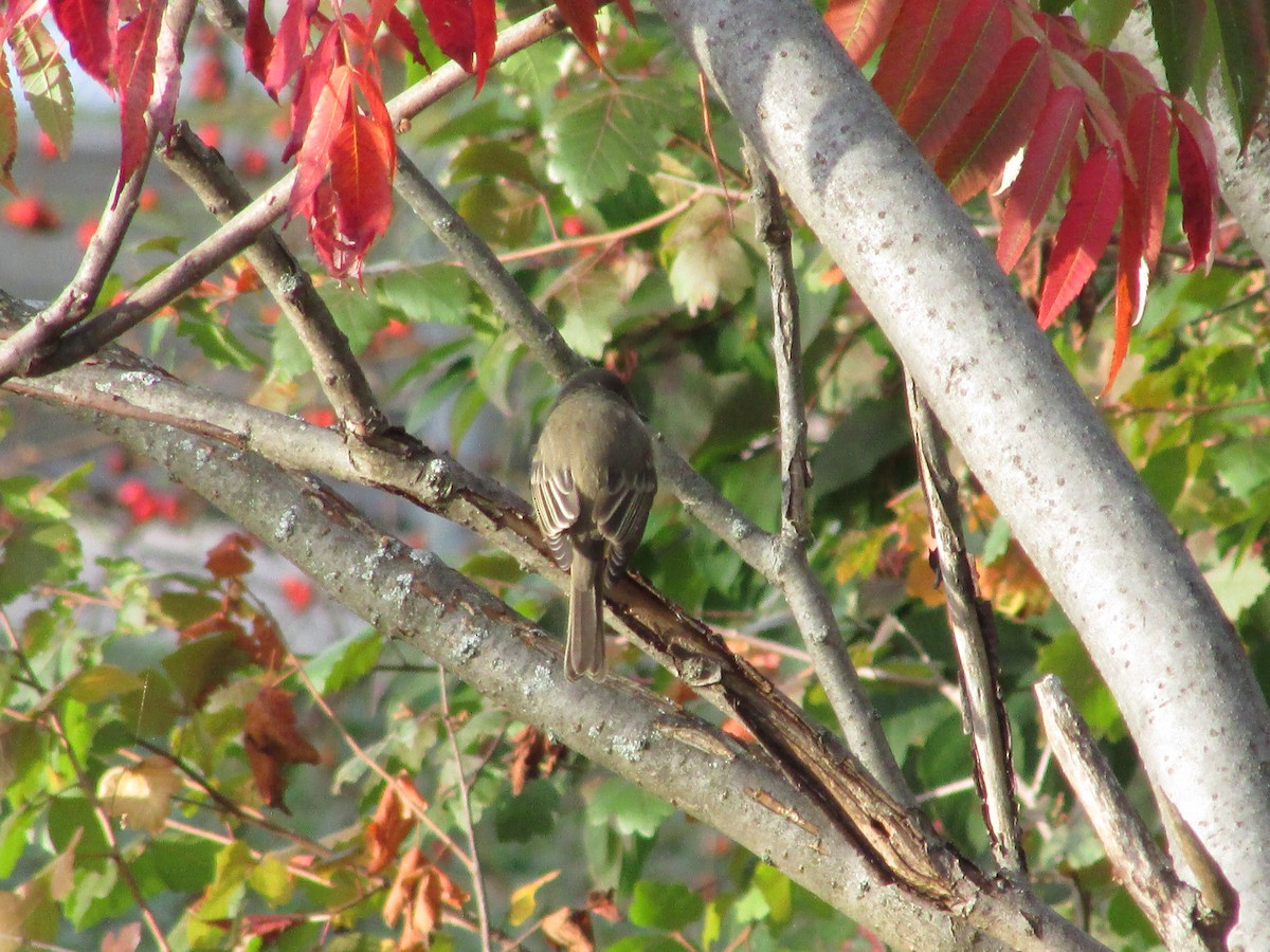 Eastern Phoebe - ML610073795