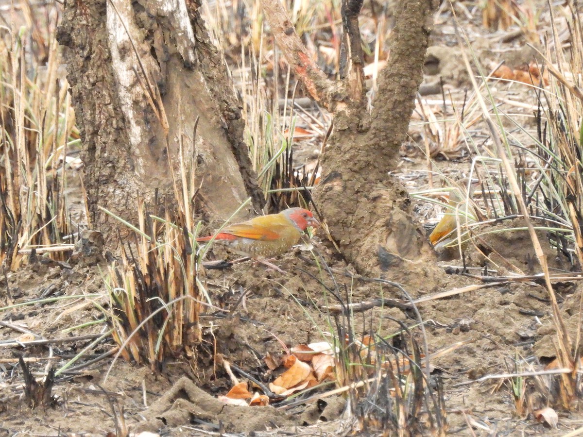 Orange-winged Pytilia - Mark Smiles