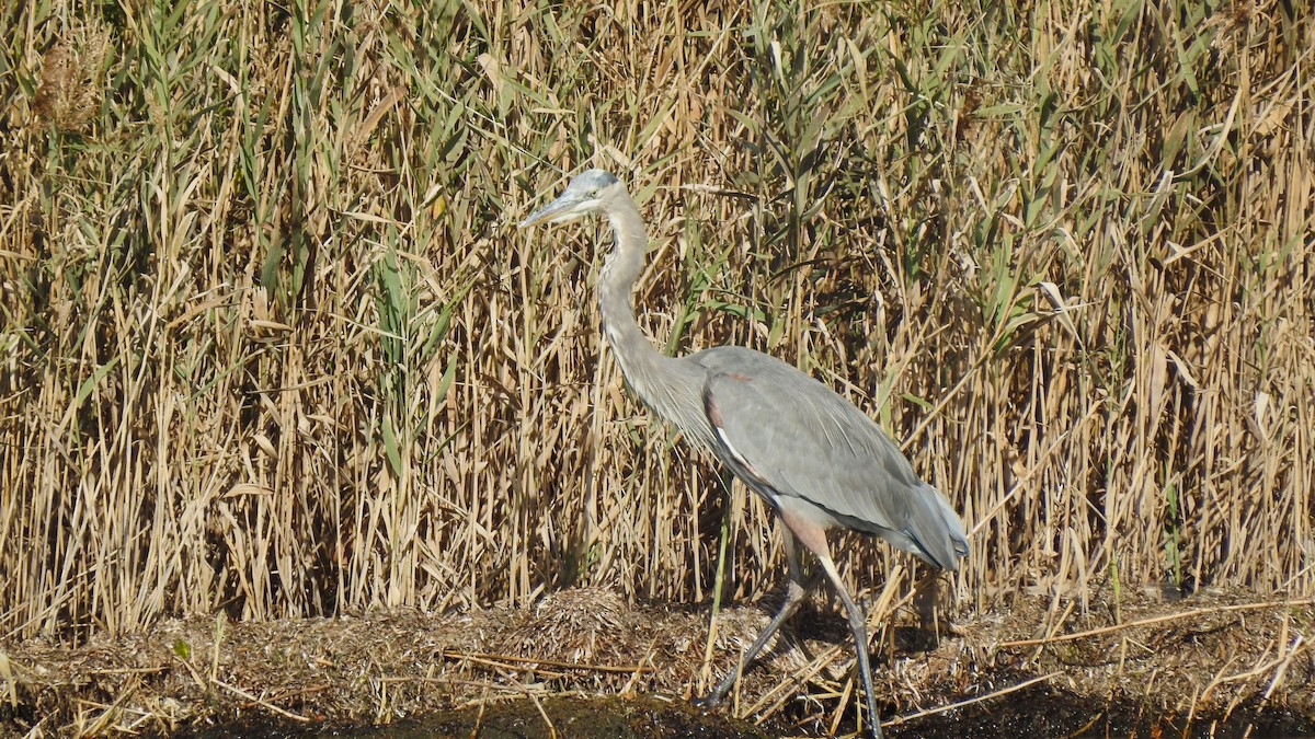 Great Blue Heron - ML610074132