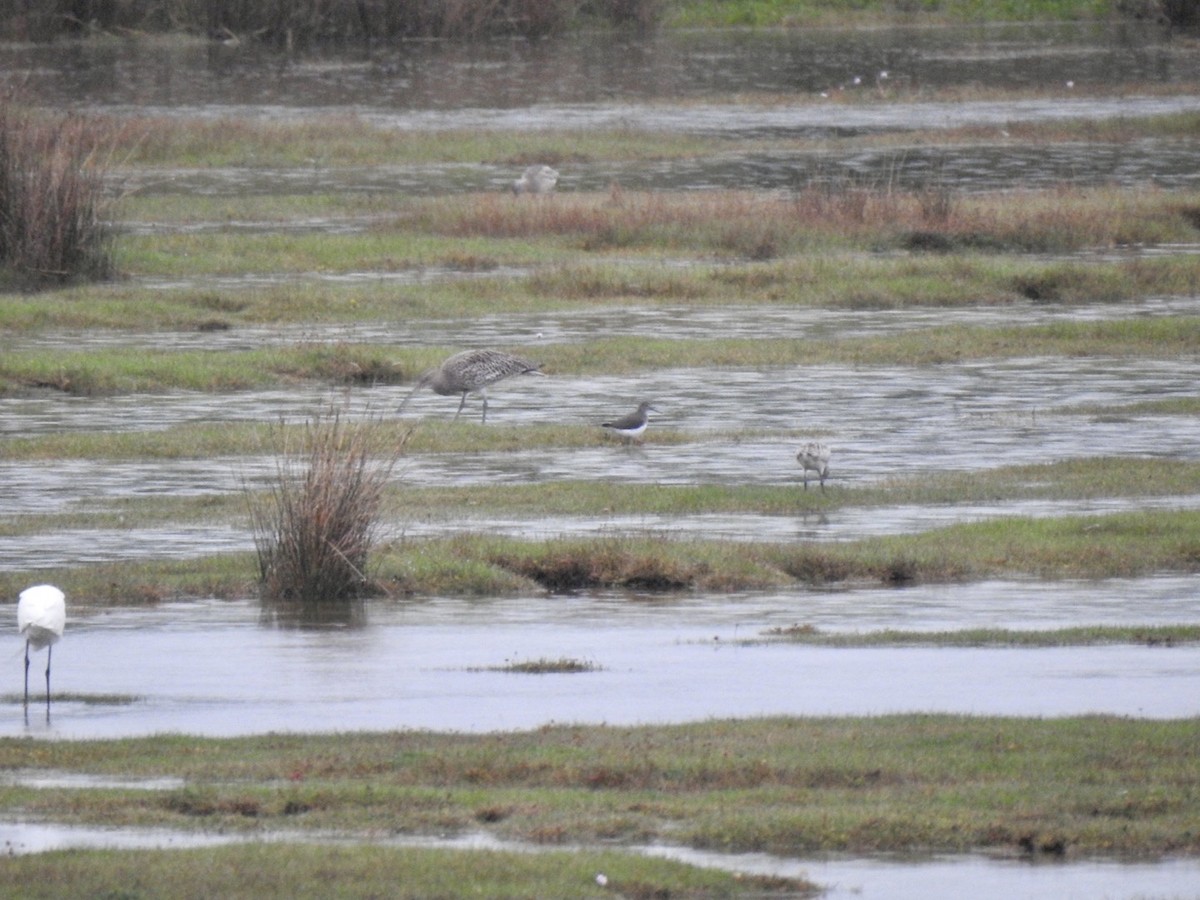 Green Sandpiper - Stephen Bailey