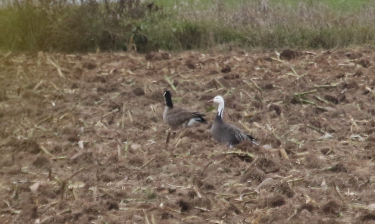 Snow Goose - ML610074294
