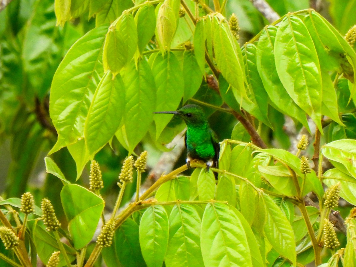 Yeşil Karınlı Kolibri - ML610074317