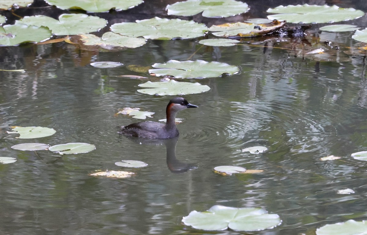 Madagascar Grebe - ML610074318