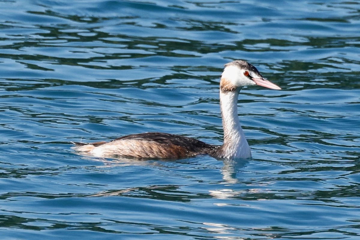 Great Crested Grebe - ML610074324