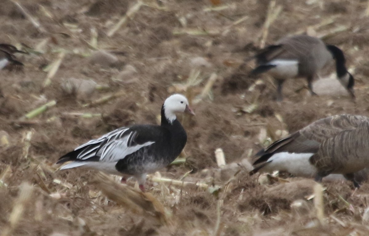 Ross's Goose - ML610074327