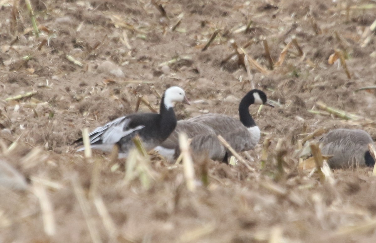 Ross's Goose - Christine Brackett