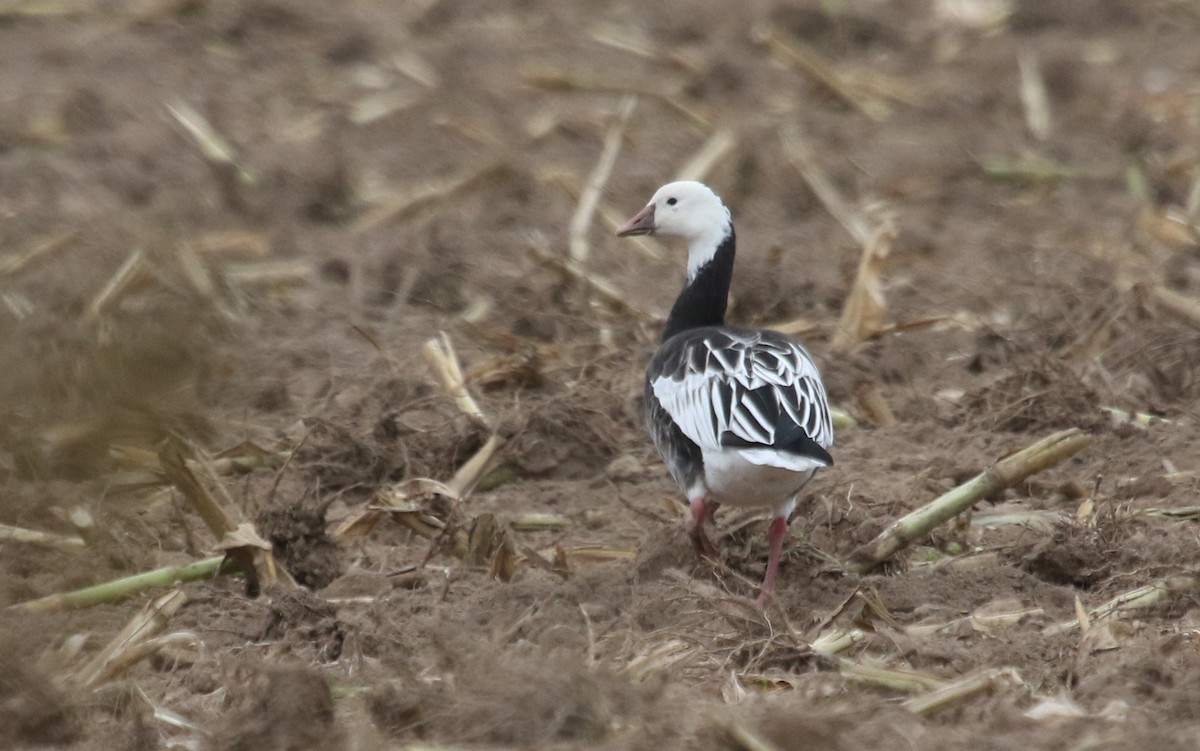 Ross's Goose - ML610074329