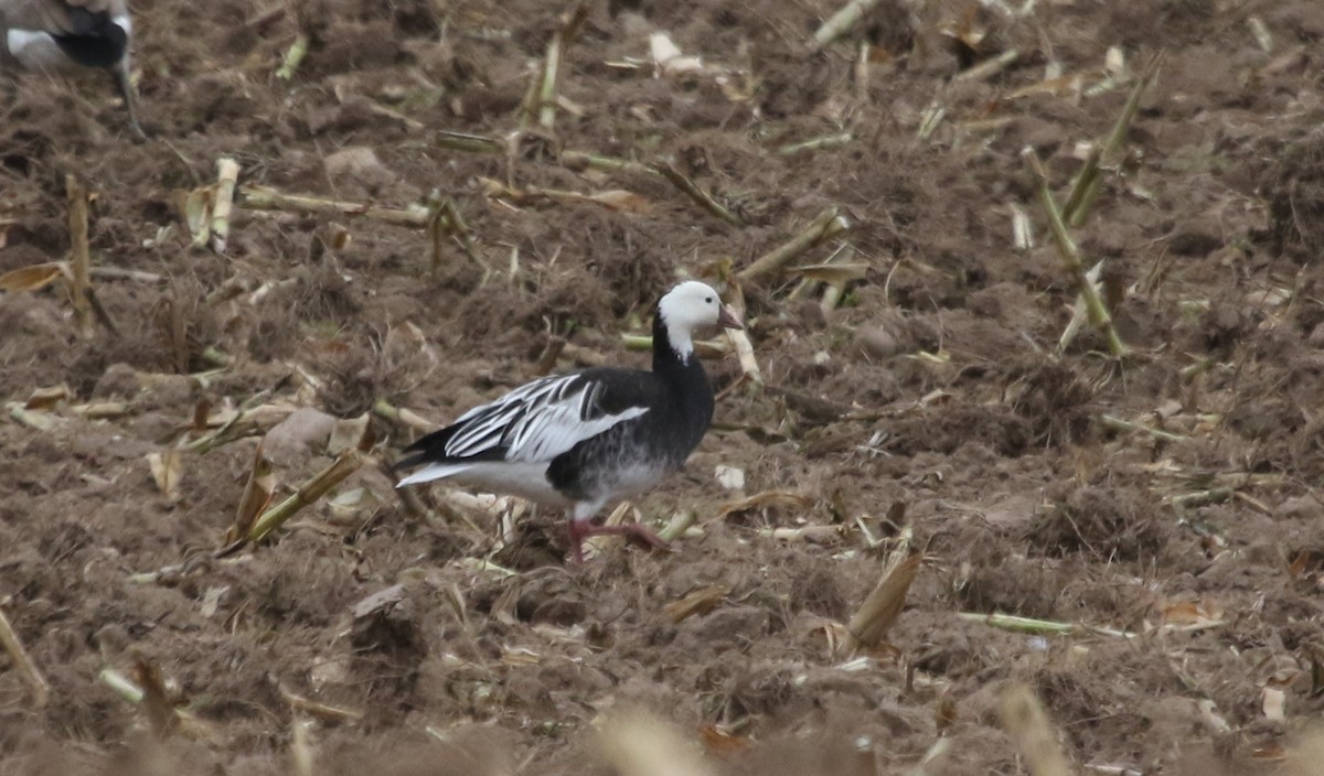 Ross's Goose - ML610074330