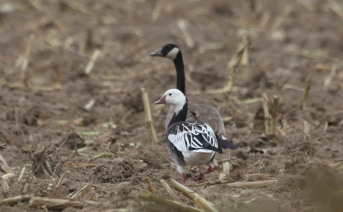 Ross's Goose - ML610074331