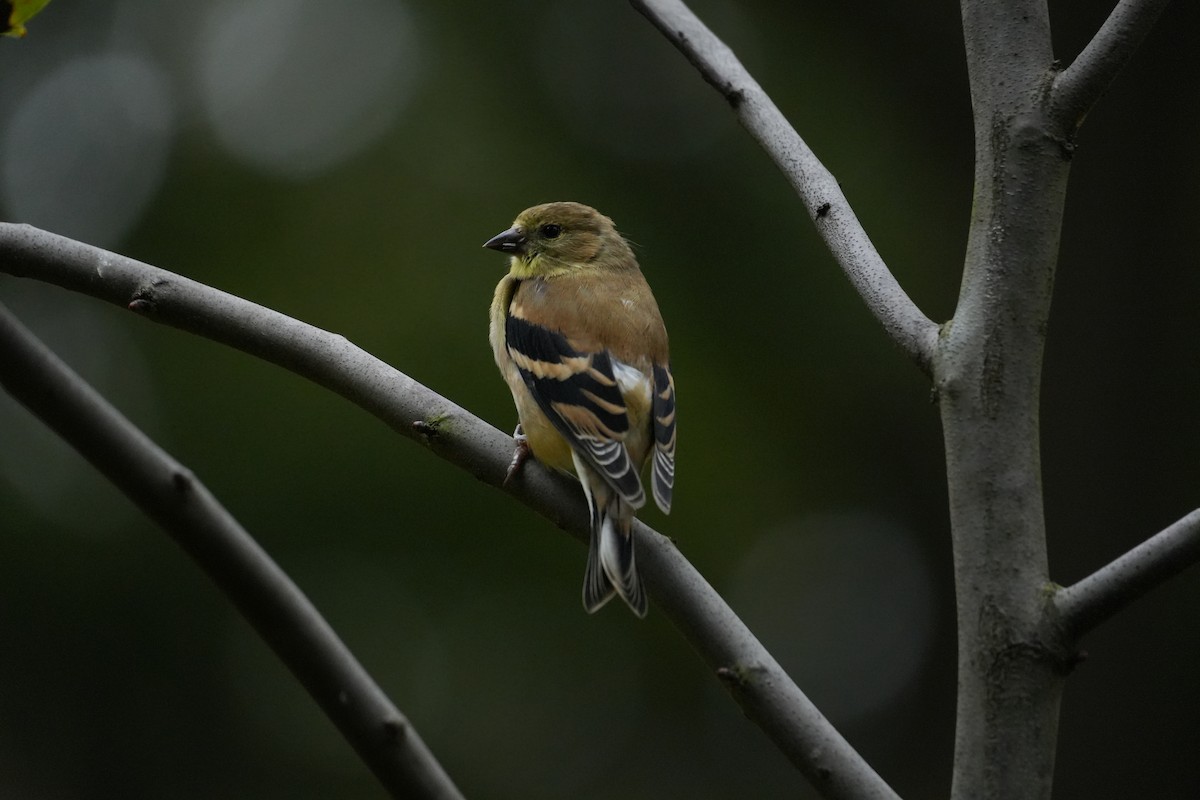 American Goldfinch - ML610074381