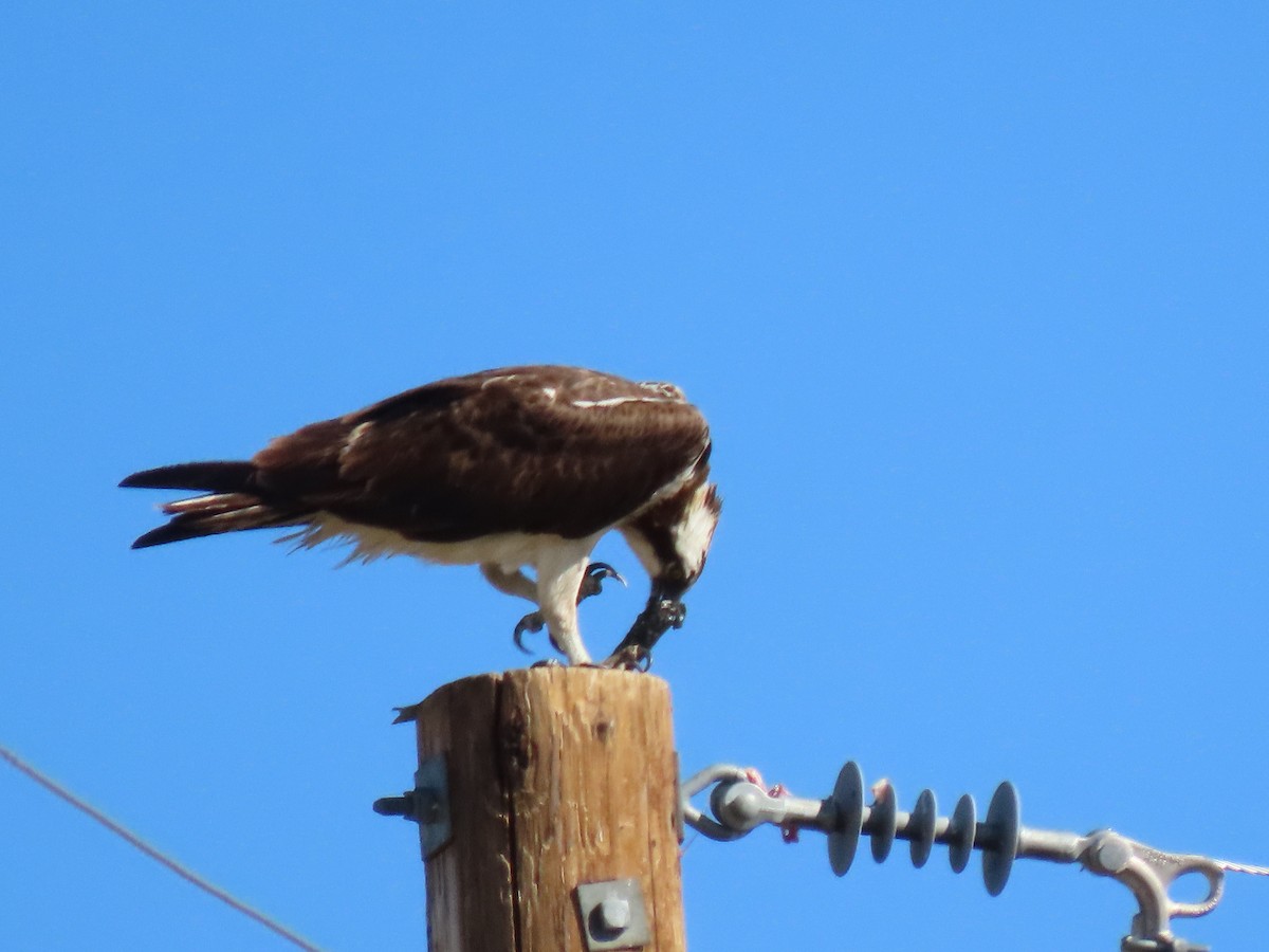 Osprey - ML610074422