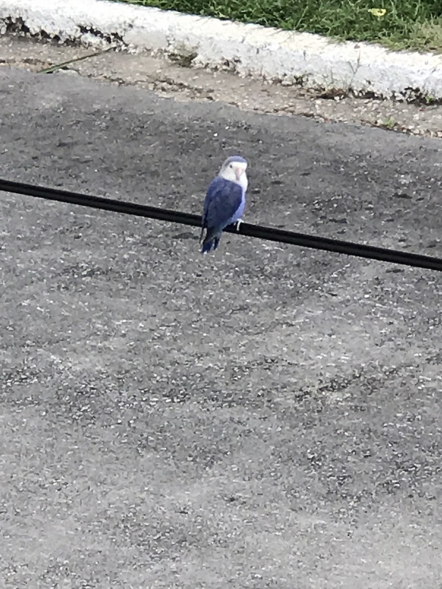 Rosy-faced Lovebird - ML610074549