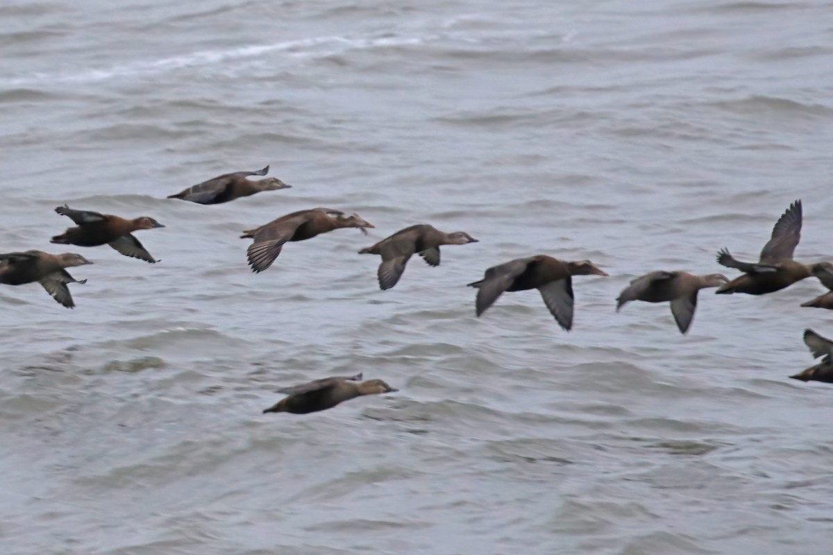 Common Eider - ML610074600