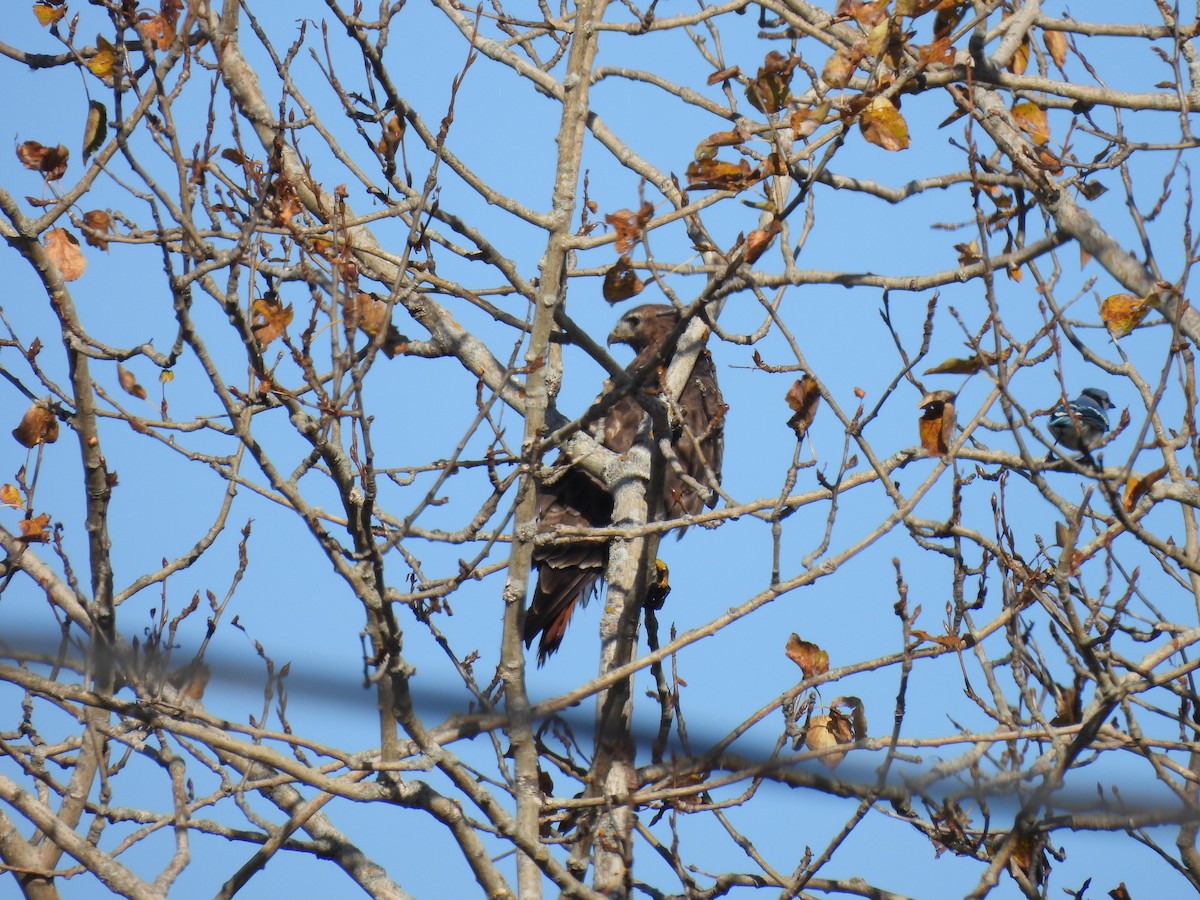 Red-tailed Hawk - ML610074691