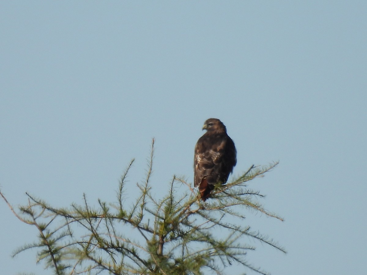 Red-tailed Hawk - ML610074693