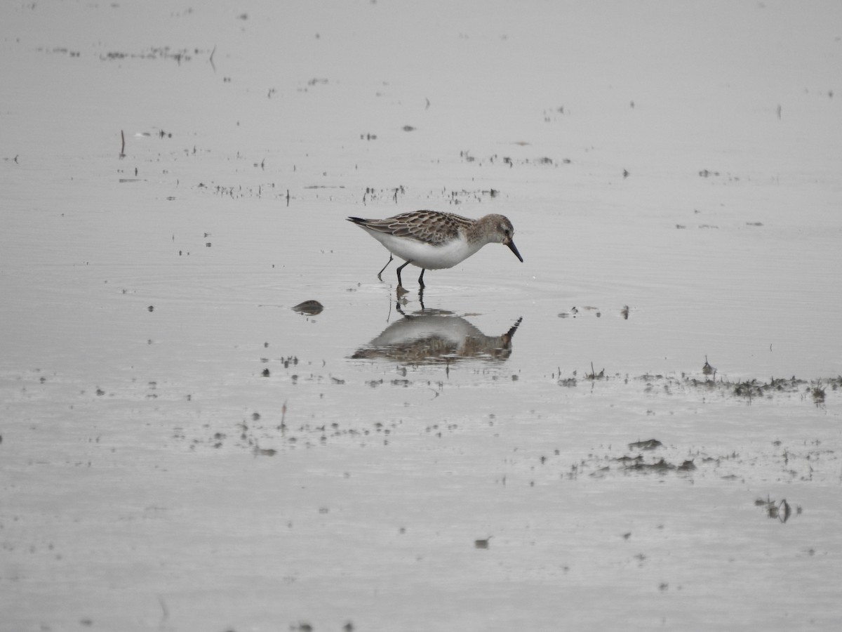 Semipalmated Sandpiper - ML610074787