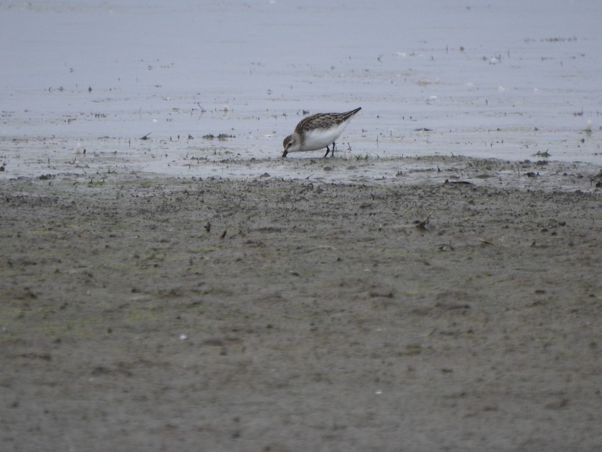 Semipalmated Sandpiper - ML610074788